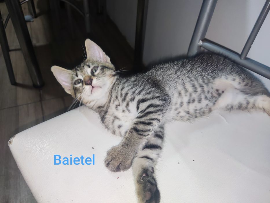 Pisicuțe pentru adoptie