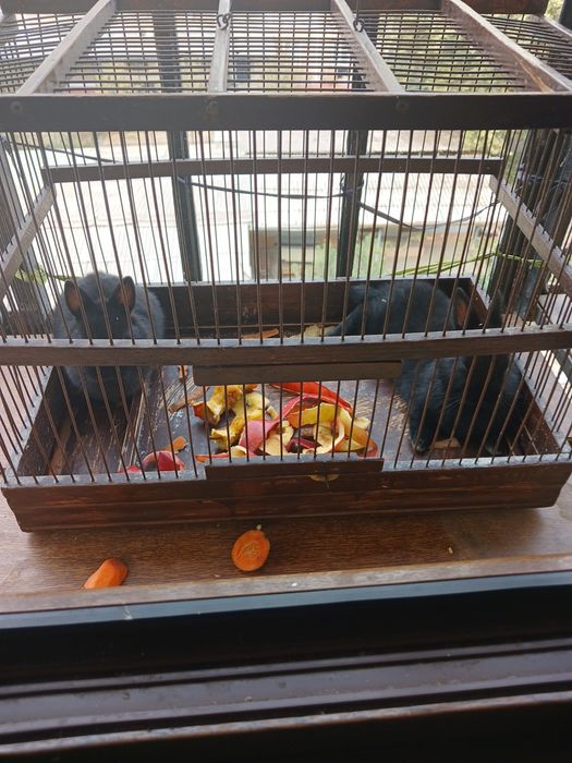 Karlik quyon 2tasi 500min  5 6 oyli