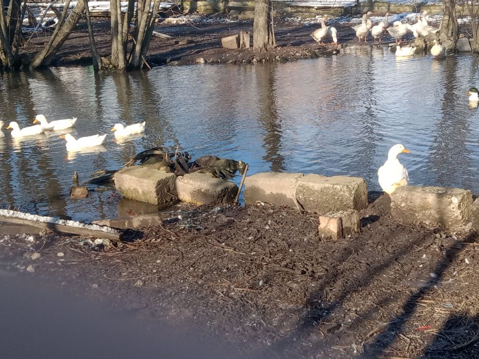 Vând rățoi pekini