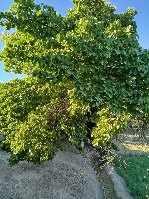 Ўрик дарахти ўтин учун сотилади. 2 та 450000 минг сўмдан 1 таси