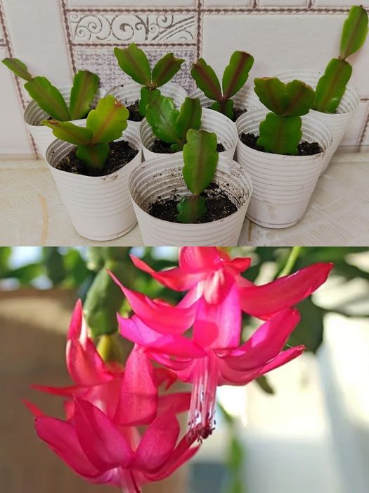 Комнатные цветы Декабрист и Педилантус