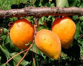 Pomi Fructiferi Străvechi Glia Strămoșească (Soiuri de CAIS)