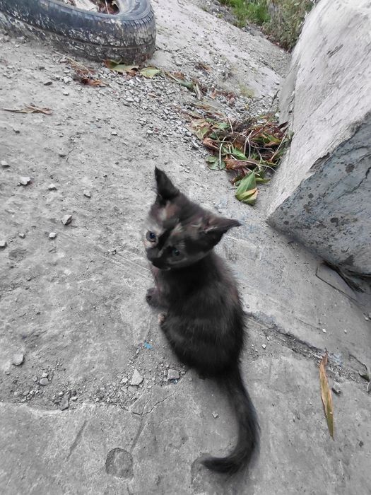 Отдам котят в хорошие руки
