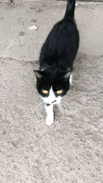 В.  добрые   руки