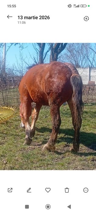 Vând mânz Greu sânge unguresc