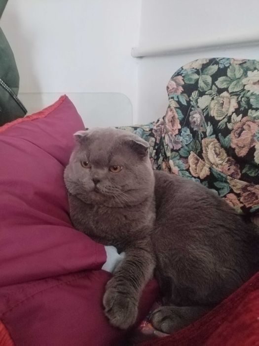 Кот на вязку вислоухий