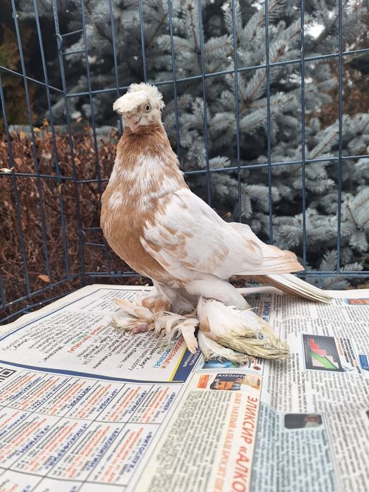 Продам молодого гульбадама