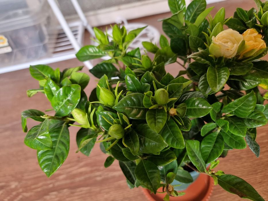 СКИДКА Гардения Ароматний Gardeniya daraxt guli Ichi to'la g'unchalar