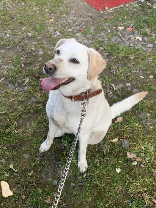 Câine pentru adopție “Luna”