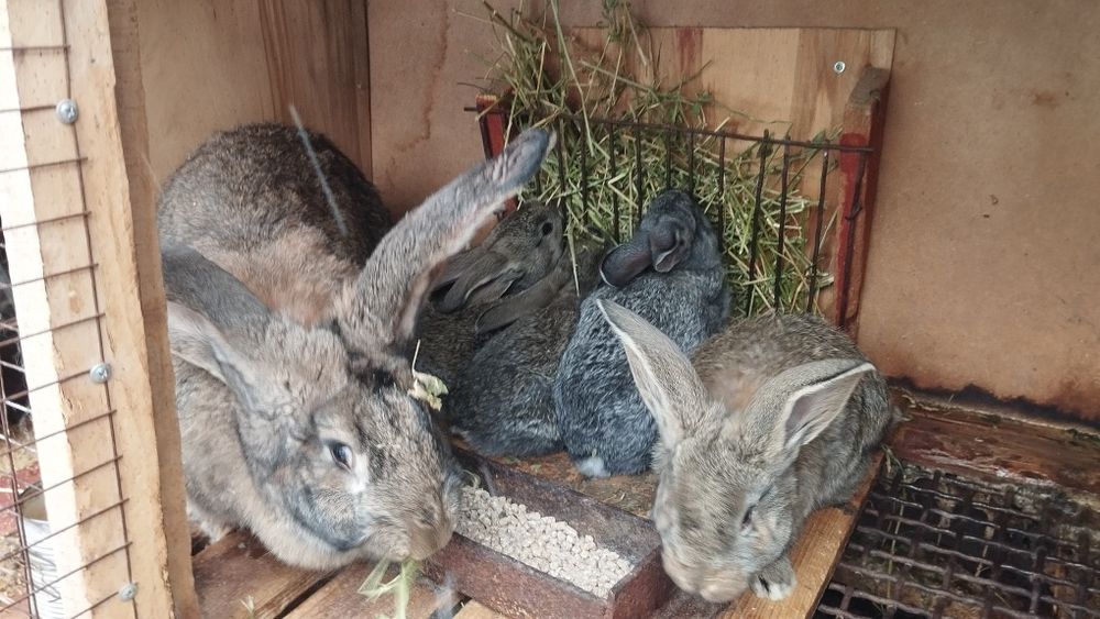 Продаются крольчата