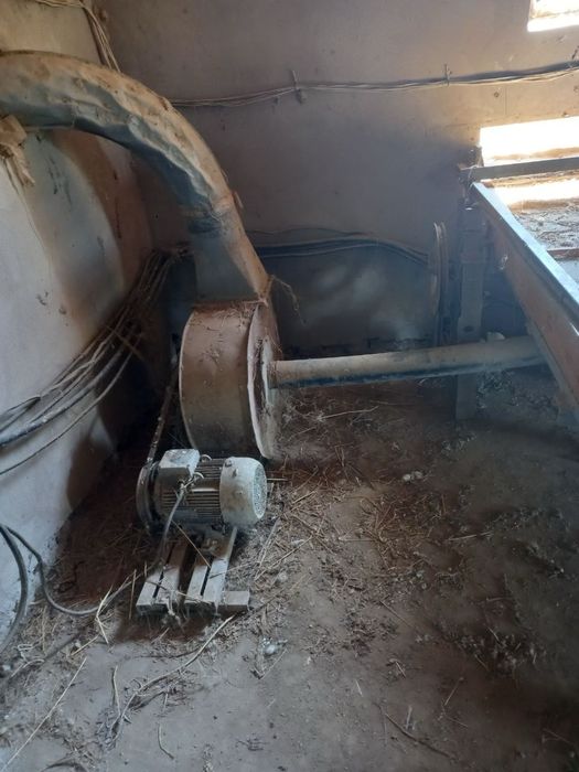 Sholi xoroz sotiladi