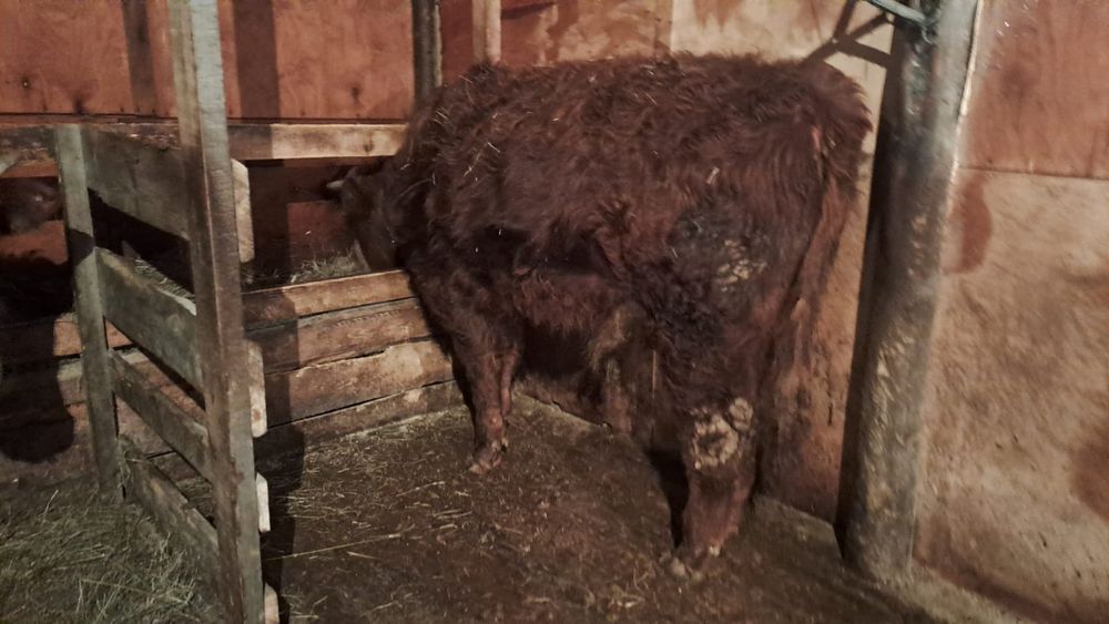 Продам  бычка годовалого