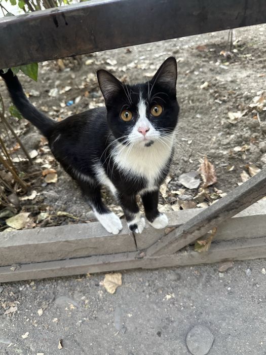 Котенок в добрые руки