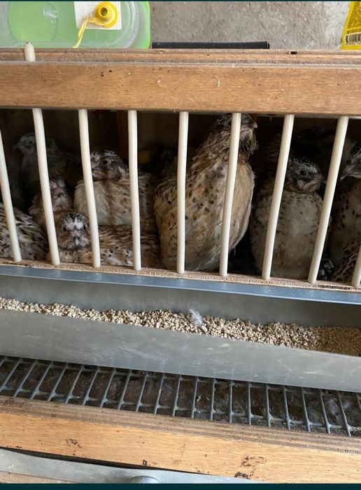 Молодые   перепелки