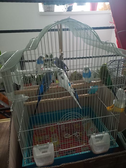 Vând papagali peruși