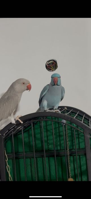 Pereche Micul Alexandru