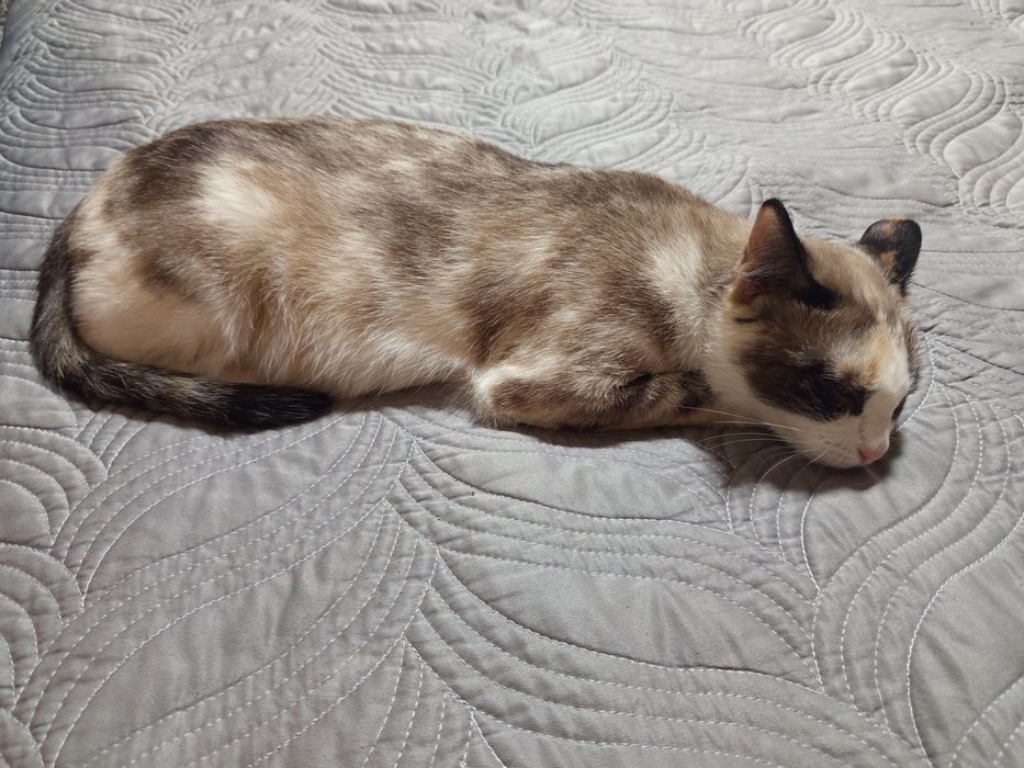 Даром в добрые руки