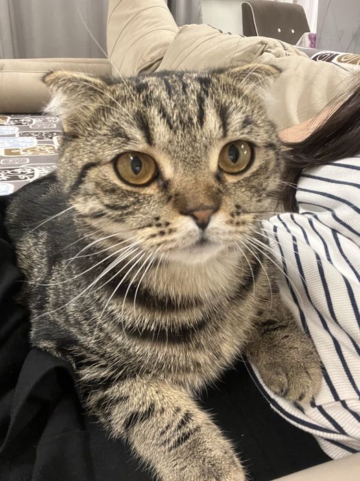 Отдам  кота породы скоттиш фолд