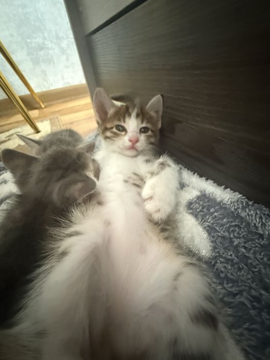 котята девочки
