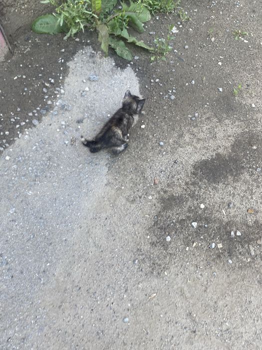 Котенок ишет дом