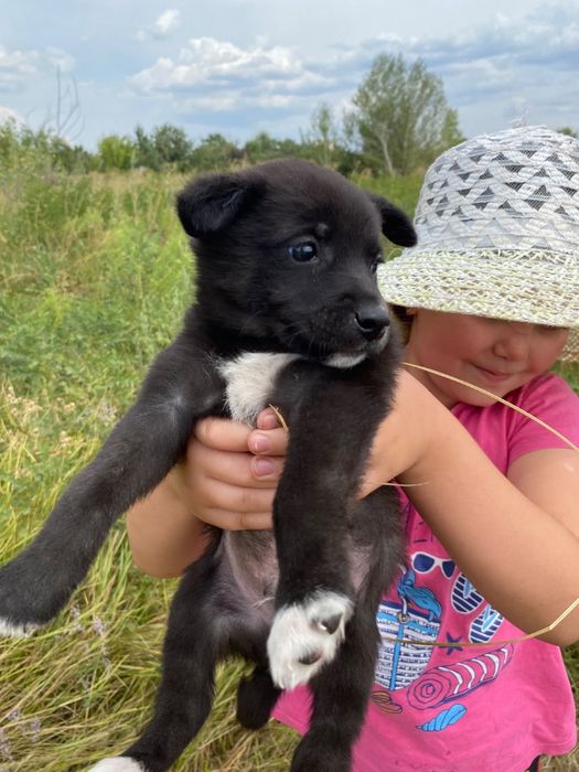 Отдам щенков в хорошие руки