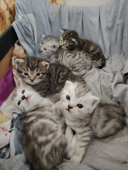Ласковые котята ищут дом!