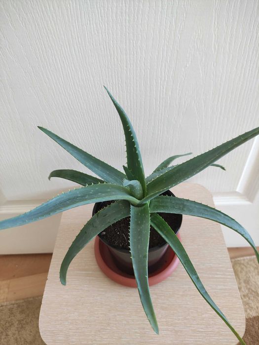 Алоэ в наличии 2500