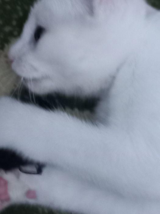 Бесплатно котёнок мальчик