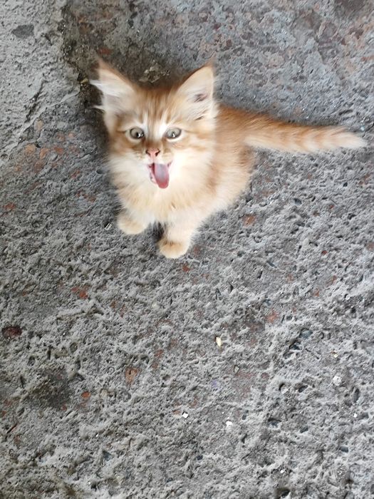Котики 1 месяц ищут хозяев