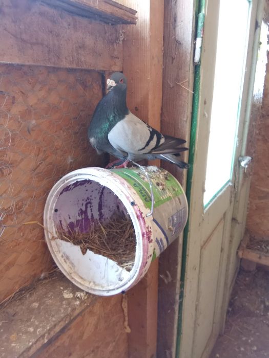 Vând pereche de porumbei spanioli