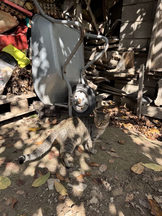 Котята, родились в конце августа, отдам в хорошие руки!