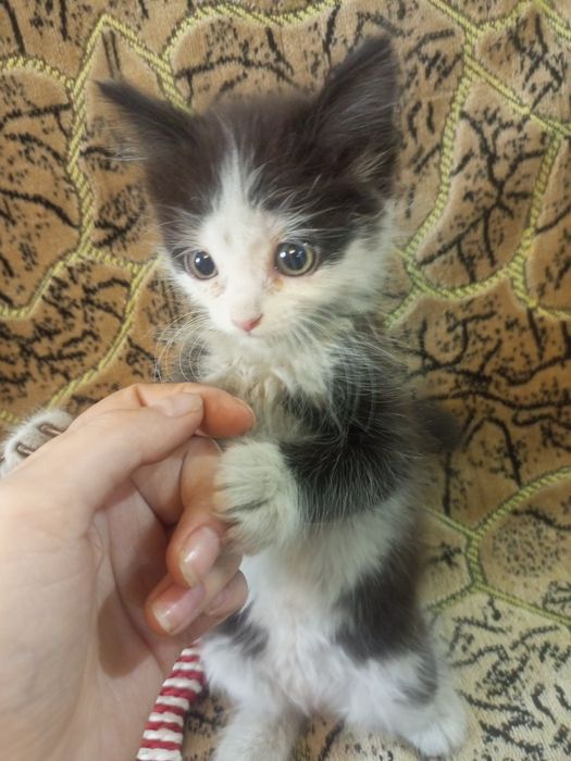 Котята ищут добрые руки
