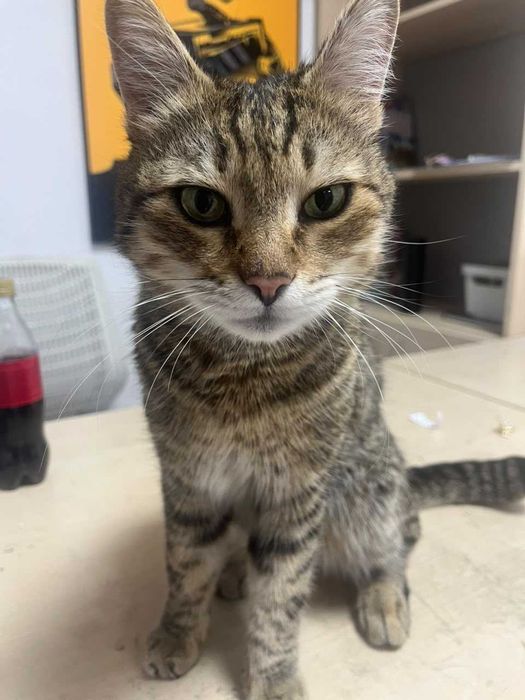 Отдам кота в добрые руки