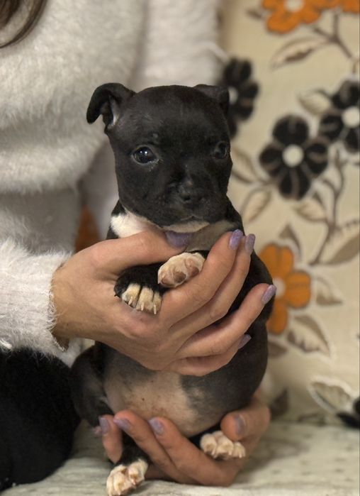 Femela Staffordshire Bull Terrier