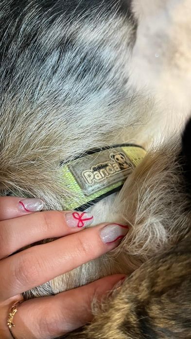 Собака с ошейником в Центральном парке