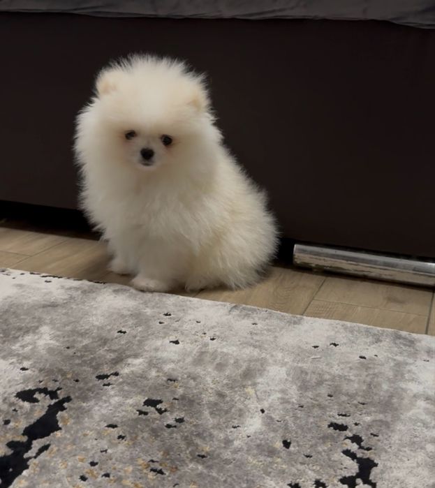 Catelus pomeranian