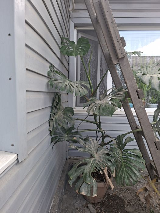 Монстера - вечно зелёная лиана.