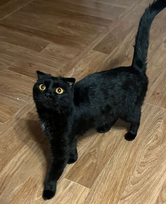 Шотландская вислоухая