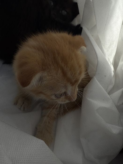 Отдадим котят в добрые руки !!!