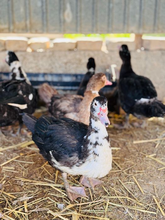 Индаутка сатылады