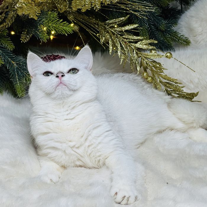 БЕРЕМЕННАЯ британка шиншилла