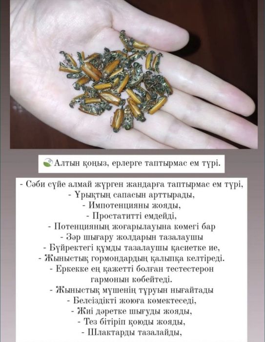 Алтын қоңыз майский жук простатитке