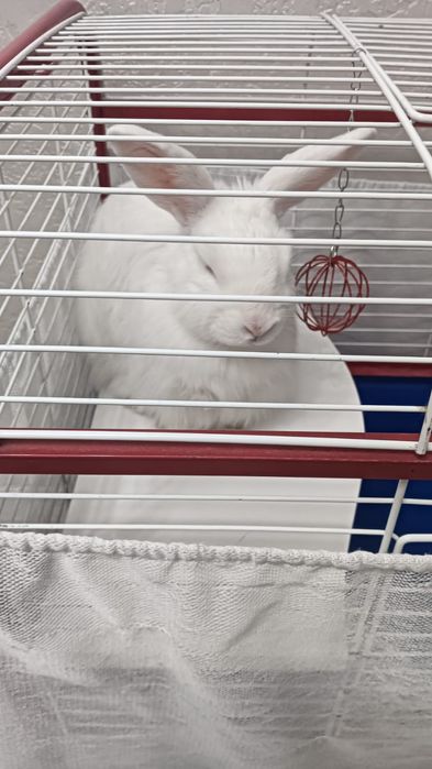 Кролик декаротивный