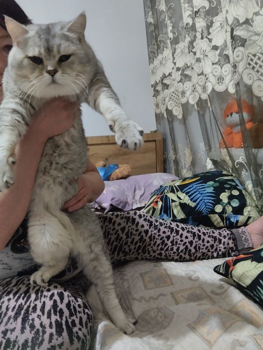 Продается кот Британский