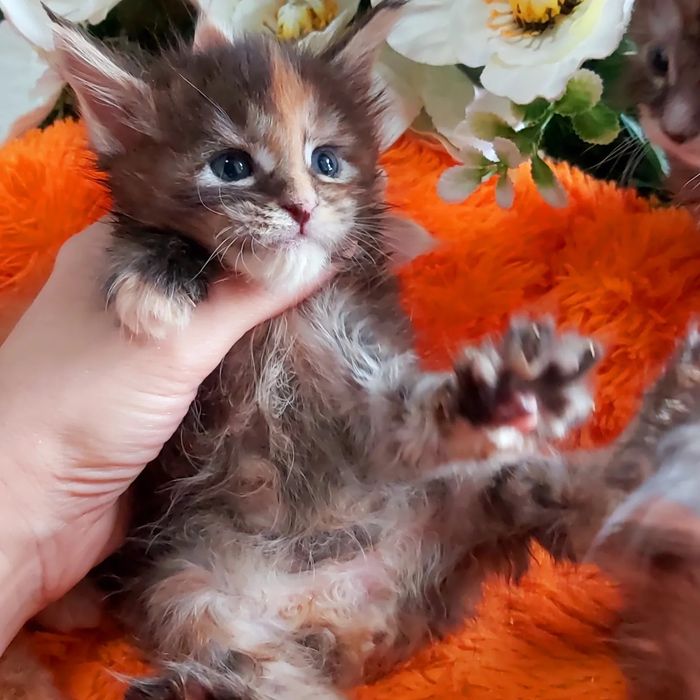 МЕЙН- КУНЫ! - разные Расцветки