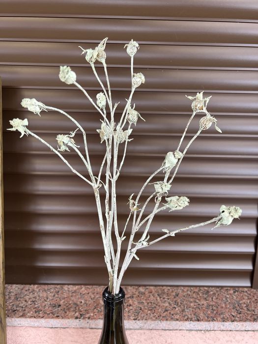 Ветки разные Пни, пеньки Ива Матсудана