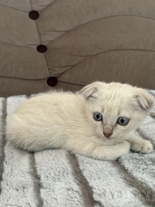 Продается котенок в добрые руки