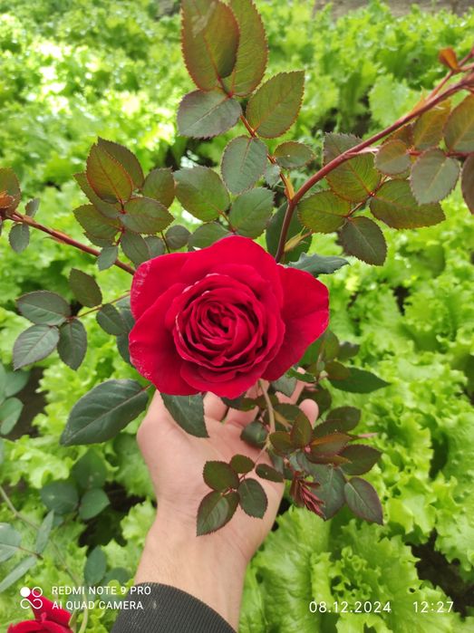 Роза атиргул atirgul koʻchatlari