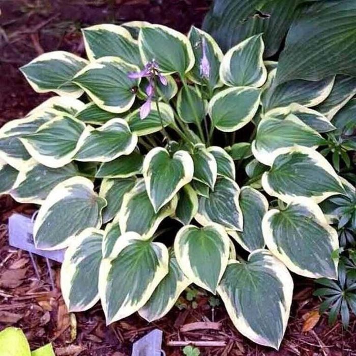 Хоста гуллар оптом хитойдан биринчи кул