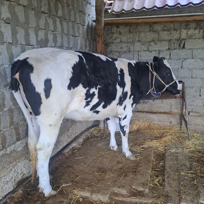 Корова. Продам срочно!